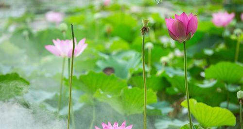 莲花花语的意义（探寻莲花的象征意义）