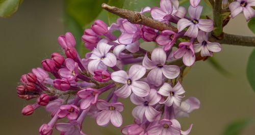 丁香花语与寓意（探究花开花落中的情感和象征）