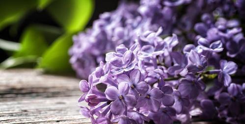 丁香花语与寓意（探究花开花落中的情感和象征）