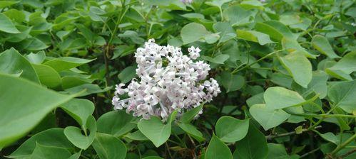 丁香花语与寓意（探究花开花落中的情感和象征）