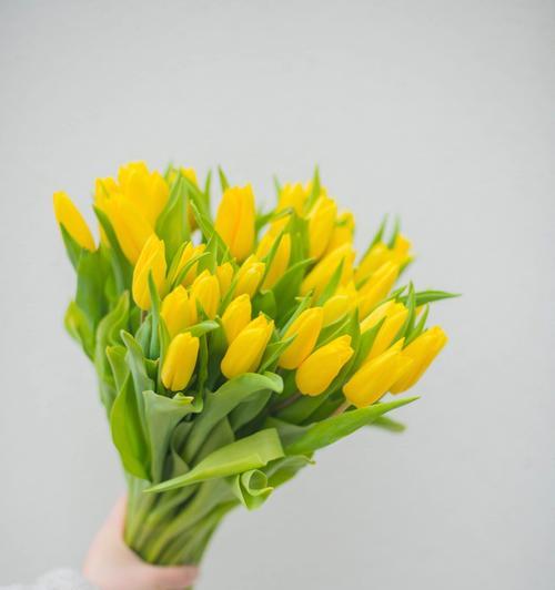 探秘黄色郁金香的花语（寓意阳光、自信与独立，为“花语”。）