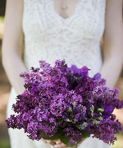 黑紫色马蹄莲的花语（寓意深刻的黑紫色花朵）