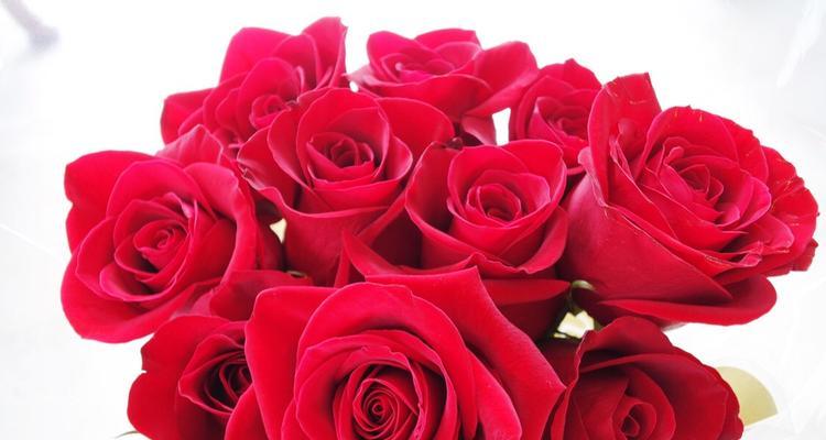 十一朵红玫瑰花的花语（传递爱意的花千万，红玫瑰最真情）
