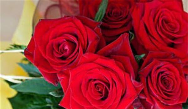 十一朵玫瑰的花语与传说（探寻爱情的真谛，从花朵开始）