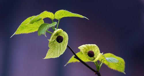 探秘活化石植物（从地球演化历程到人类文明发展）