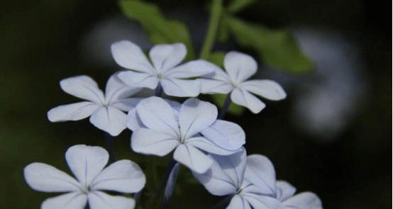 探寻蓝花丹的花语（揭秘蓝花丹的含义与象征）