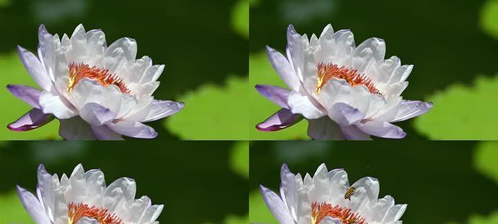 蓝莲花的文化内涵及象征意义（解读蓝莲花的花语与文化背景）