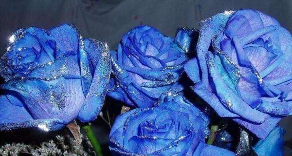 蓝色妖姬玫瑰花的意义（探究一朵蓝色妖姬玫瑰花所代表的含义和象征）