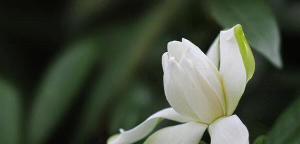 栀子花的花语与寓意（探索栀子花背后的文化内涵与象征意义）