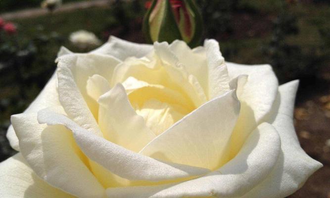 常见玫瑰花品种花语大全（了解玫瑰花的含义，送花更有心思）