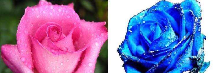 常见玫瑰花品种花语大全（了解玫瑰花的含义，送花更有心思）