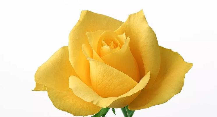 玫瑰花语的不同颜色所代表的含义（深入了解玫瑰花语，用花语表达你的情感）