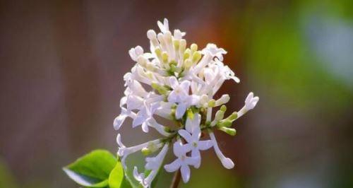 丁香花的代表意义（花语探秘及文化传承）