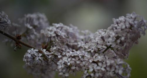 丁香花的代表意义（花语探秘及文化传承）