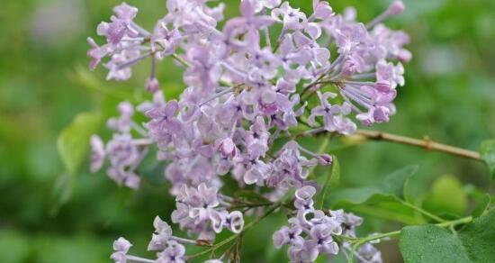 丁香花的代表意义（花语探秘及文化传承）