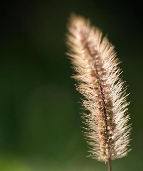 花语缤纷的狗尾巴草（传递忠诚、善良和爱情的美丽之花）