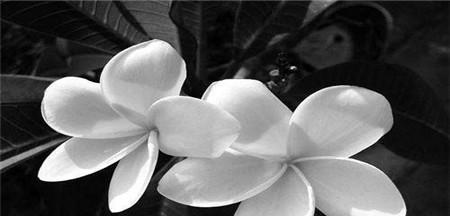 蝴蝶花——花语比较虐心的花（探寻蝴蝶花的花语及其对人们情感的影响）