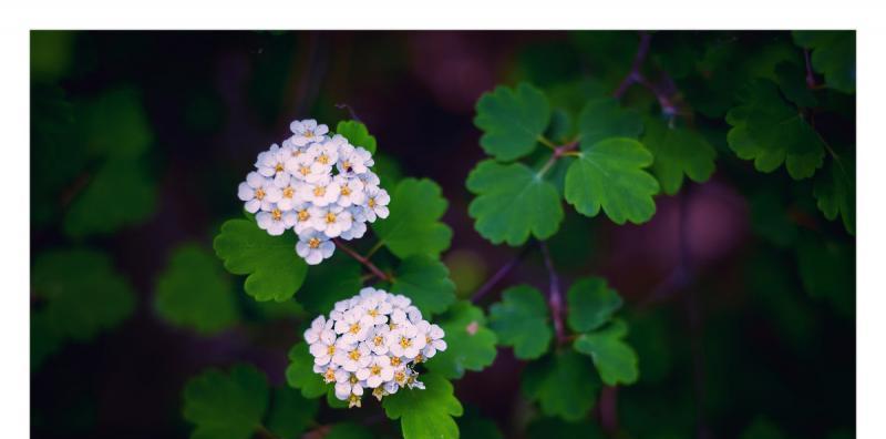 蝴蝶花——花语比较虐心的花（探寻蝴蝶花的花语及其对人们情感的影响）