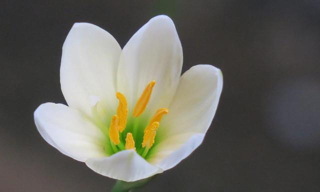 幸福美好，晚香玉花开（晚香玉花语的深刻含义与美丽形态）