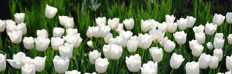 探寻白色郁金香的花语（传递美好的祝福——以白色郁金香为例）