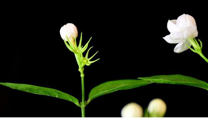 茉莉的花语与寓意（意味深长的花束）