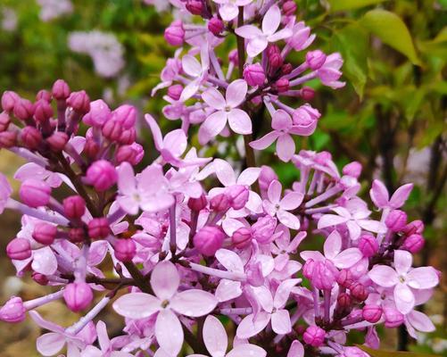 五瓣丁香花的含义（探究丁香花象征的美好寓意）