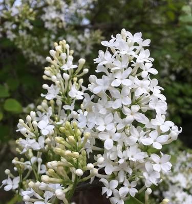 五瓣丁香花的含义（探究丁香花象征的美好寓意）