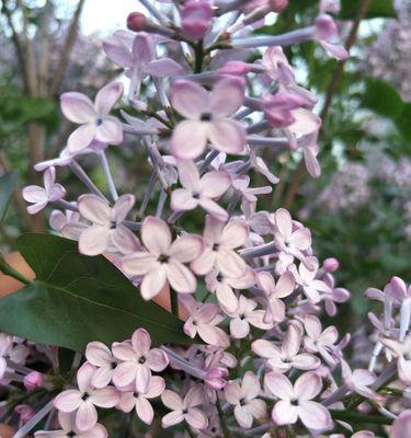 五瓣丁香花的含义（探究丁香花象征的美好寓意）