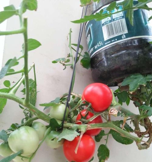 番茄种植详解（打造高产稳产的番茄田，做个优秀的番茄种植者）