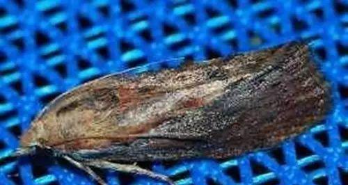 养殖海石竹常见的病虫害剖析（保护海石竹，预防病虫害）