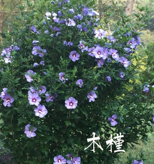 木槿掉花蕾的原因剖析（为什么木槿花常常掉落未开放的花蕾？）