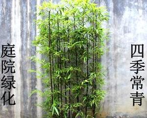 竹子的种植与养护技巧（如何培育一片绿色的竹林？）