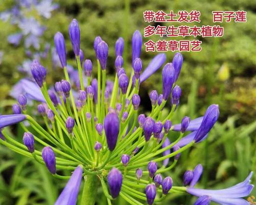 多年生的园艺之美——探寻宿根植物的生长与养护（了解植物生长环境与习性，打造属于自己的多彩花园）