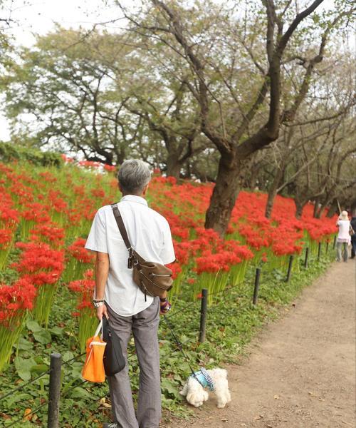 曼陀沙华的种植与养护（打造属于自己的小花园，从曼陀沙华开始）