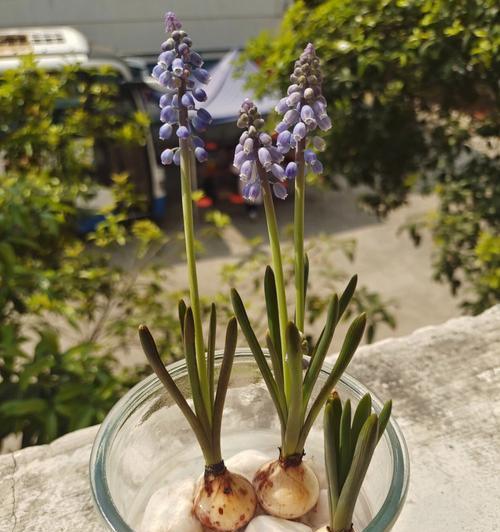 如何种植葡萄风信子（葡萄风信子的种植时间及注意事项）