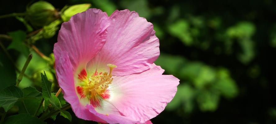 芙蓉花的光照需求（了解芙蓉花的光线要求，让其生长茁壮）