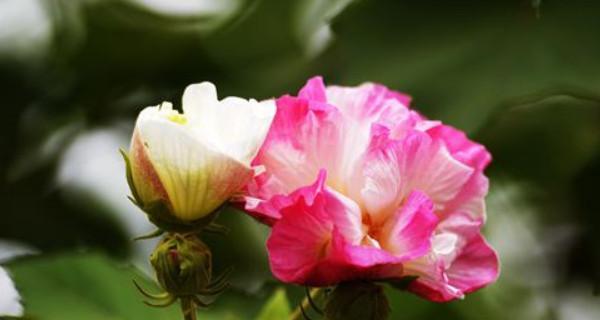 芙蓉花的光照需求（了解芙蓉花的光线要求，让其生长茁壮）