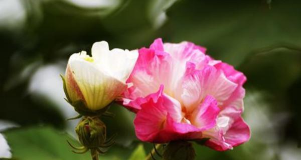 芙蓉花的光照需求（了解芙蓉花的光线要求，让其生长茁壮）