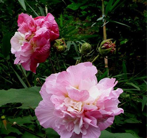 芙蓉花的光照需求（了解芙蓉花的光线要求，让其生长茁壮）