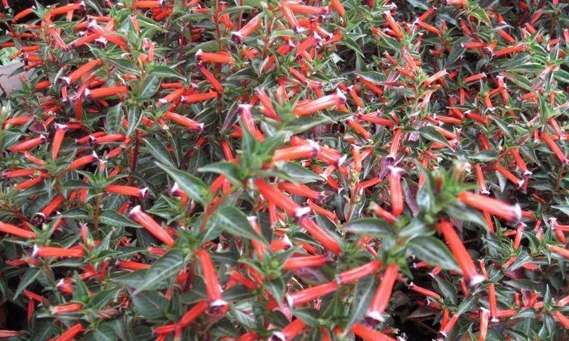 如何成功养殖雪茄花——以养殖雪茄花为例（一步一步学习养殖雪茄花，让你成为专业养花达人）