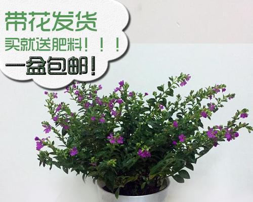 如何成功养殖雪茄花——以养殖雪茄花为例（一步一步学习养殖雪茄花，让你成为专业养花达人）