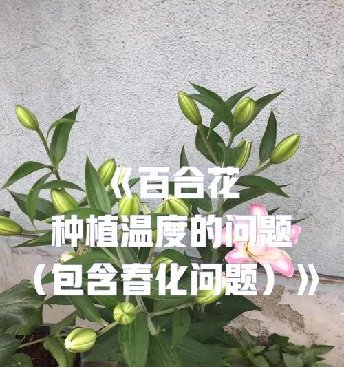 百合花的种植与管理（打造美丽花园）