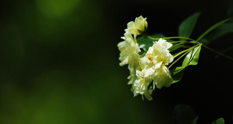 白色蔷薇花（探寻白色蔷薇花的特点和魅力）