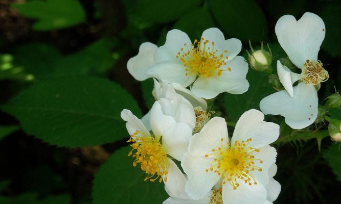 白色蔷薇花（探寻白色蔷薇花的特点和魅力）
