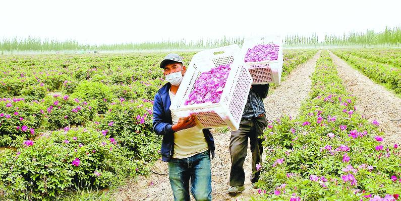 如何种植玫瑰花（光照、土壤、浇水、修剪、肥料、病虫害防治、繁殖技巧、常见问题）