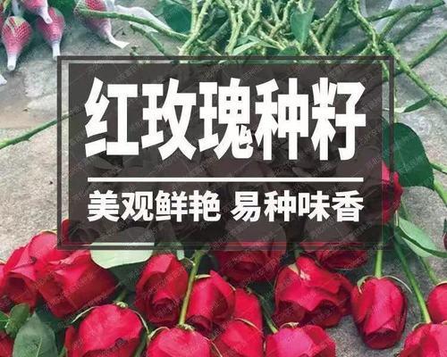 如何种植玫瑰花种子？（玫瑰花种子种植方法、步骤和技巧）