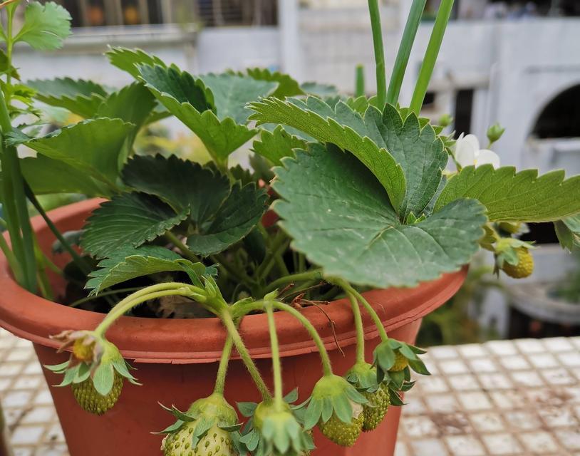 盆栽草莓的种植方法（打造家庭甜美的果园）