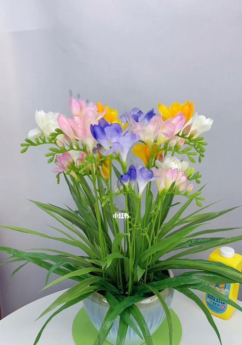 懒人必备！8种好养活易开花的室内植物（打造绿色家居生活，让室内花园绽放光彩）