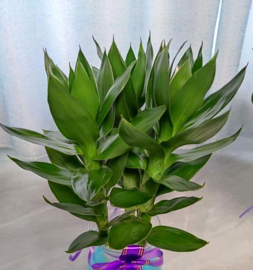养富贵竹的技巧（让你的富贵竹茁壮成长）