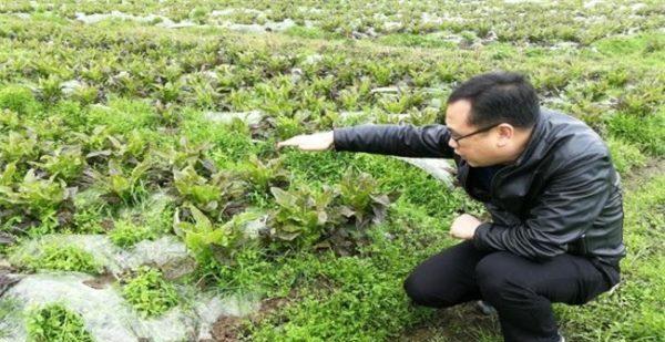 越冬莴苣的种植及注意事项（从选择品种到防寒措施，打造出丰硕的秋冬莴苣）